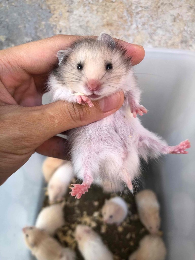 Chuột Hamster Bear xù xám nhạt lai tạng. Mua bán Thú cưng khác tại Quận Bình Tân Tp Hồ Chí Minh được đăng bởi Ở trọ bày đặt bán chụtt hình 1