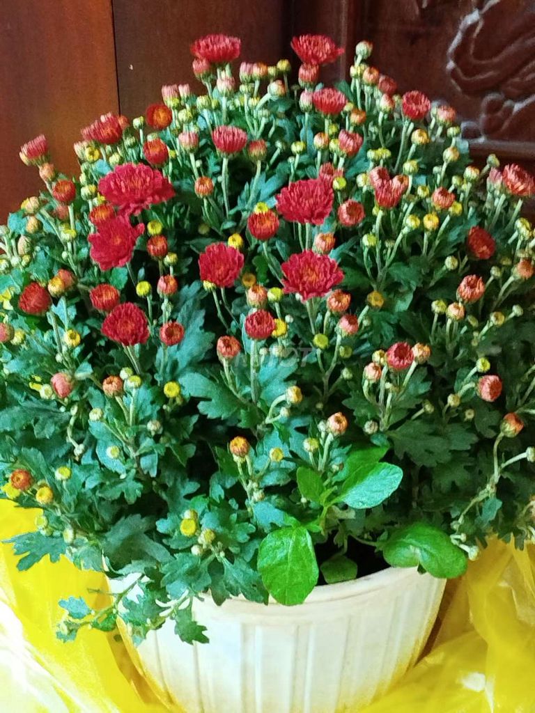 Cây cảnh Hoa cúc Đỏ 40cm. Mua bán Cây cảnh, đồ trang trí tại Quận Hoàng Mai Hà Nội được đăng bởi Nguyễn Minh Thoa hình 1