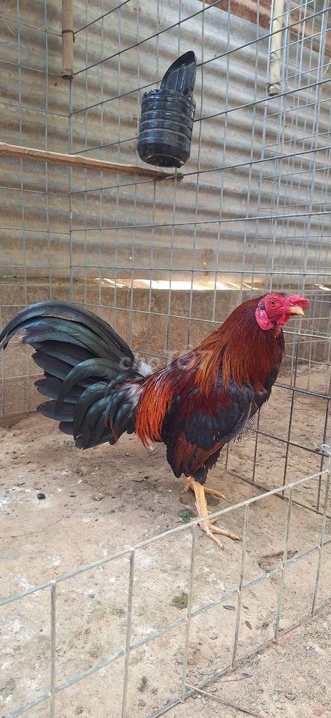 Gà chọi 1.3kg Đỏ đen. Mua bán Gà tại Huyện Gò Dầu Tây Ninh được đăng bởi Việt Hùng  hình 1