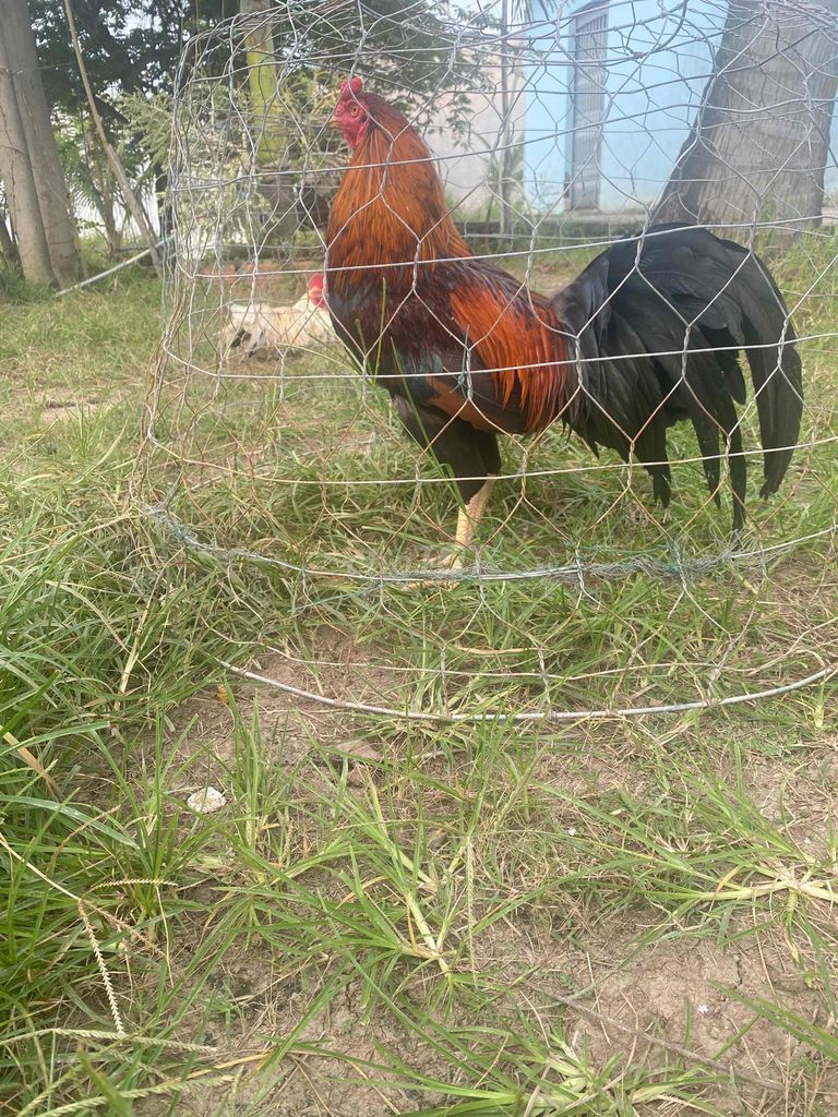 F1 lông mới hiện 3k2. Mua bán Gà tại Huyện U Minh Cà Mau được đăng bởi trại gà con pêru mỹ hình 1