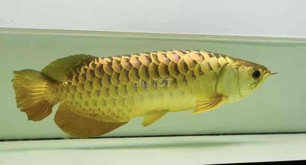 Cá cảnh Vàng 55-57cm. Mua bán Thú cưng khác tại Quận Phú Nhuận Tp Hồ Chí Minh được đăng bởi Huynhthanhvinh hình 1