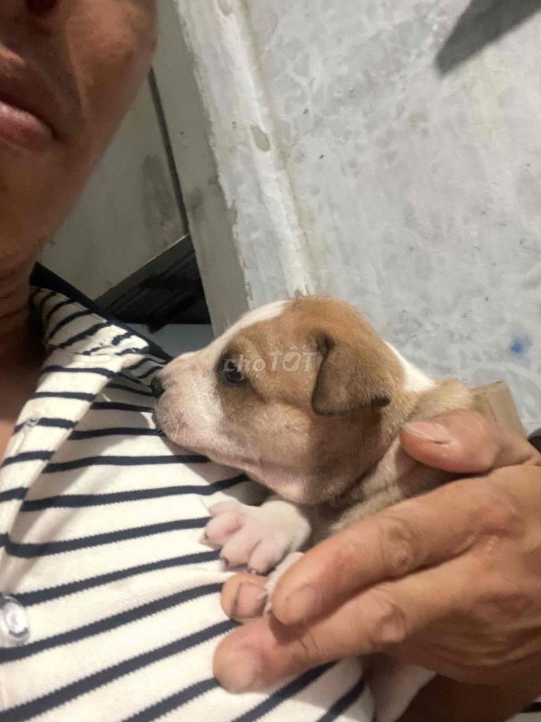 Chó đốm Tuổi tách đàn. Mua bán Chó tại Thị xã Bến Cát Bình Dương được đăng bởi LamCk  hình 1