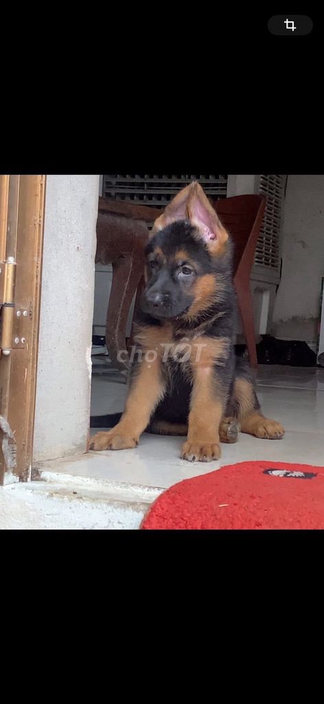 Becg. Mua bán Chó tại Huyện Bình Chánh Tp Hồ Chí Minh được đăng bởi Trường Bùi nguyên hình 1