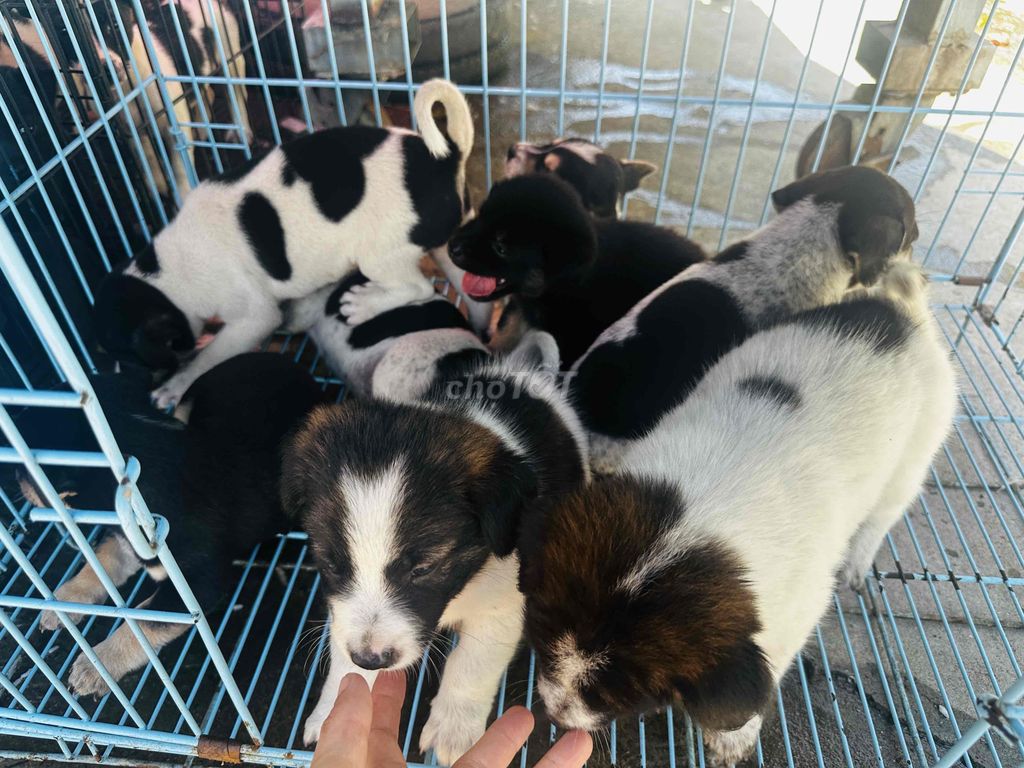 5 đực ba cái to con. Mua bán Chó tại Quận Bình Tân Tp Hồ Chí Minh được đăng bởi hải đăng hình 3