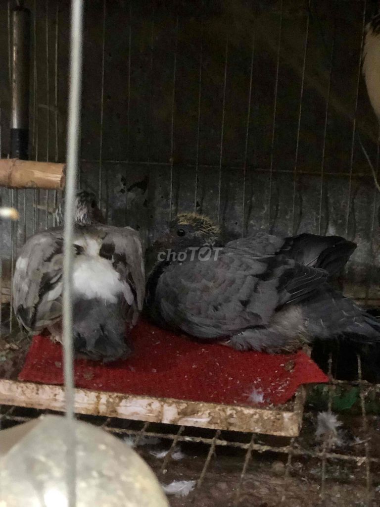 Chim Gà lai to, đẹp. Nuôi con khéo!. Mua bán Gà tại Quận 12 Tp Hồ Chí Minh được đăng bởi Tài hình 1