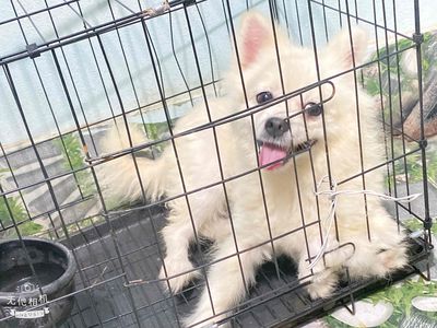 phốc sóc bán hoac gl chim hoặc vài em gà chọi. Mua bán Chó tại Thành phố Thanh Hóa Thanh Hóa được đăng bởi Hamster Hà nội