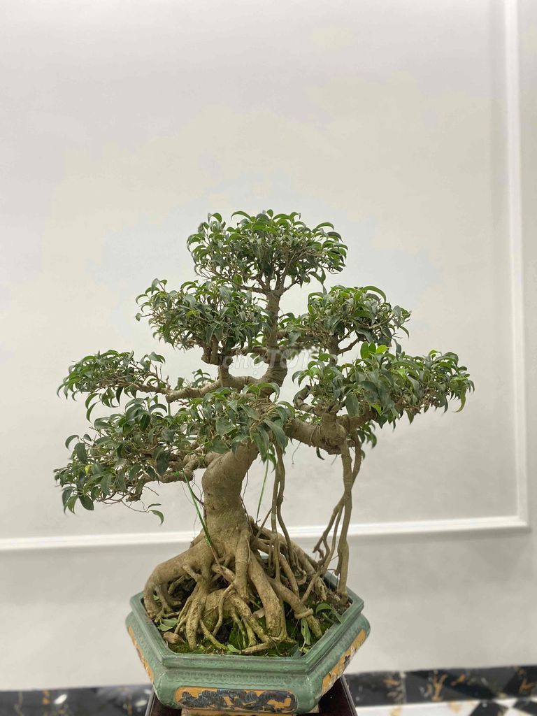 Sanh Nam Điền bonsai