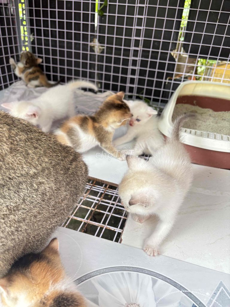 mèo nhà đẻ. Mua bán Mèo tại Huyện Bình Chánh Tp Hồ Chí Minh được đăng bởi Mỹ Mỹ hình 3