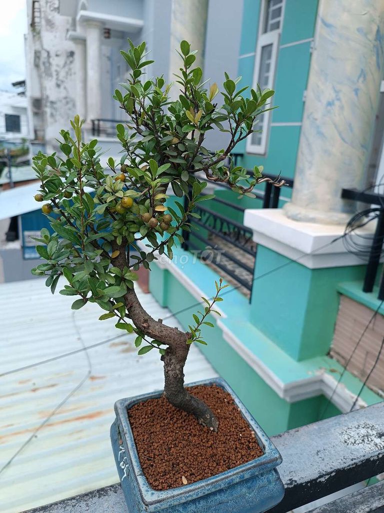Chia sẻ lại cây Hải châu Già mùa, thuần chậu. Mua bán Cây cảnh, đồ trang trí tại Quận 12 Tp Hồ Chí Minh được đăng bởi Lê Khôi hình 1