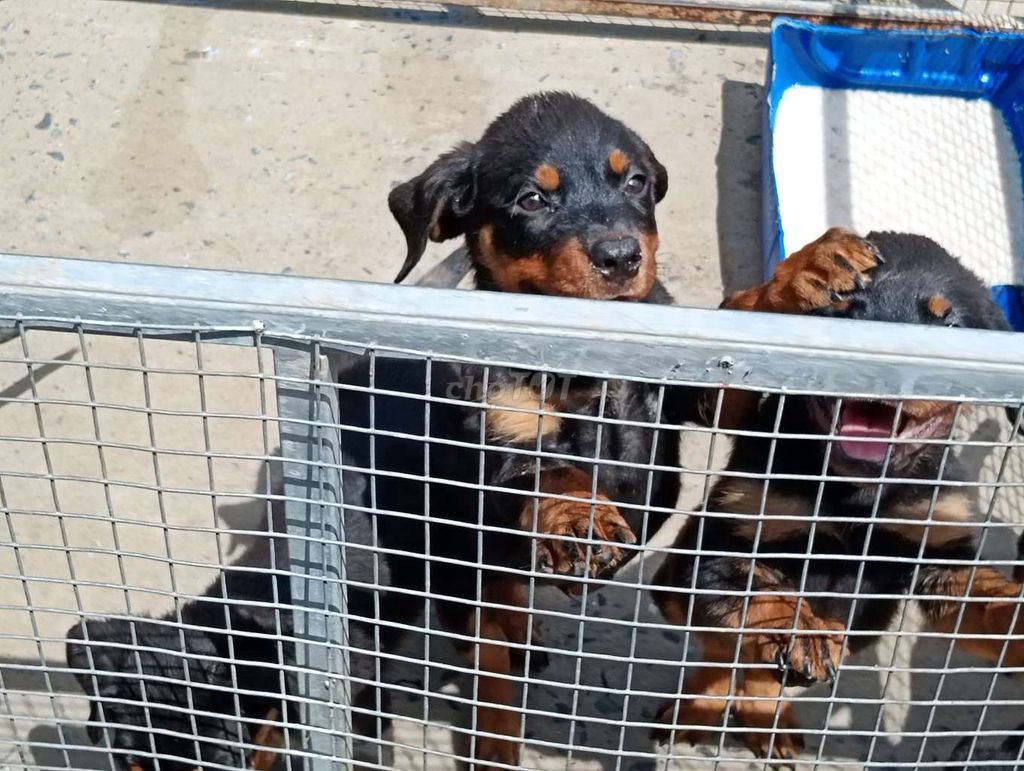 Chó Rottweiler Đen vàng Giữ nhà làm giống. Mua bán Chó tại Thành phố Buôn Ma Thuột Đắk Lắk được đăng bởi Nhân Rottweiler  hình 1