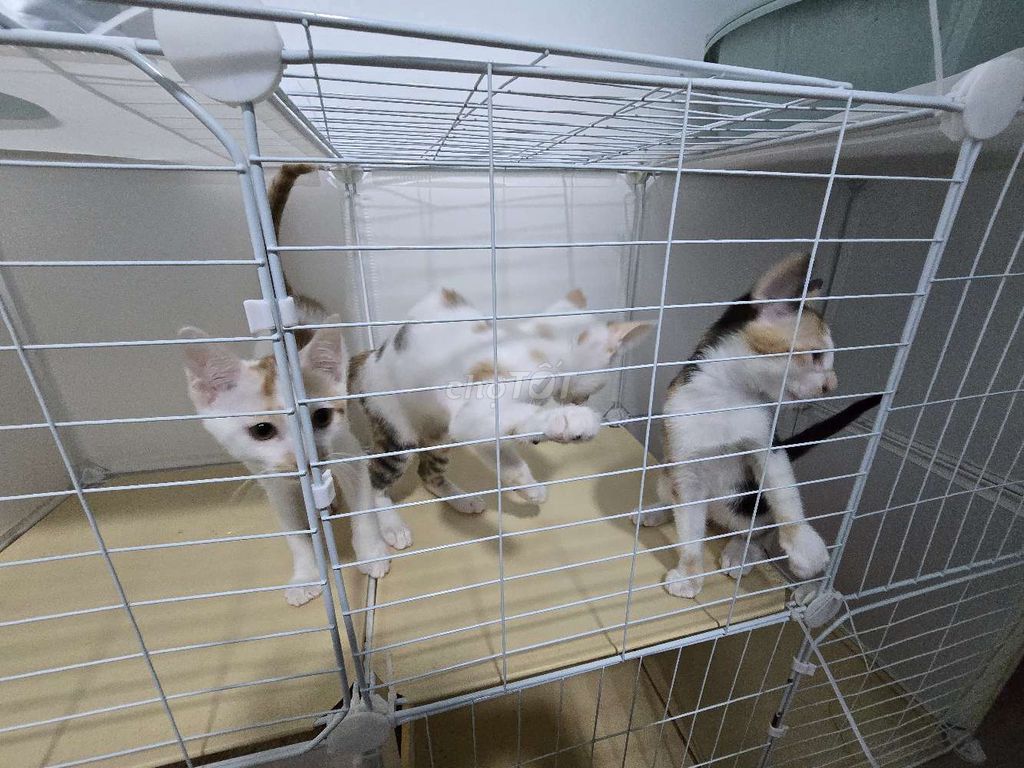 Tìm nhà mới cho 3 em