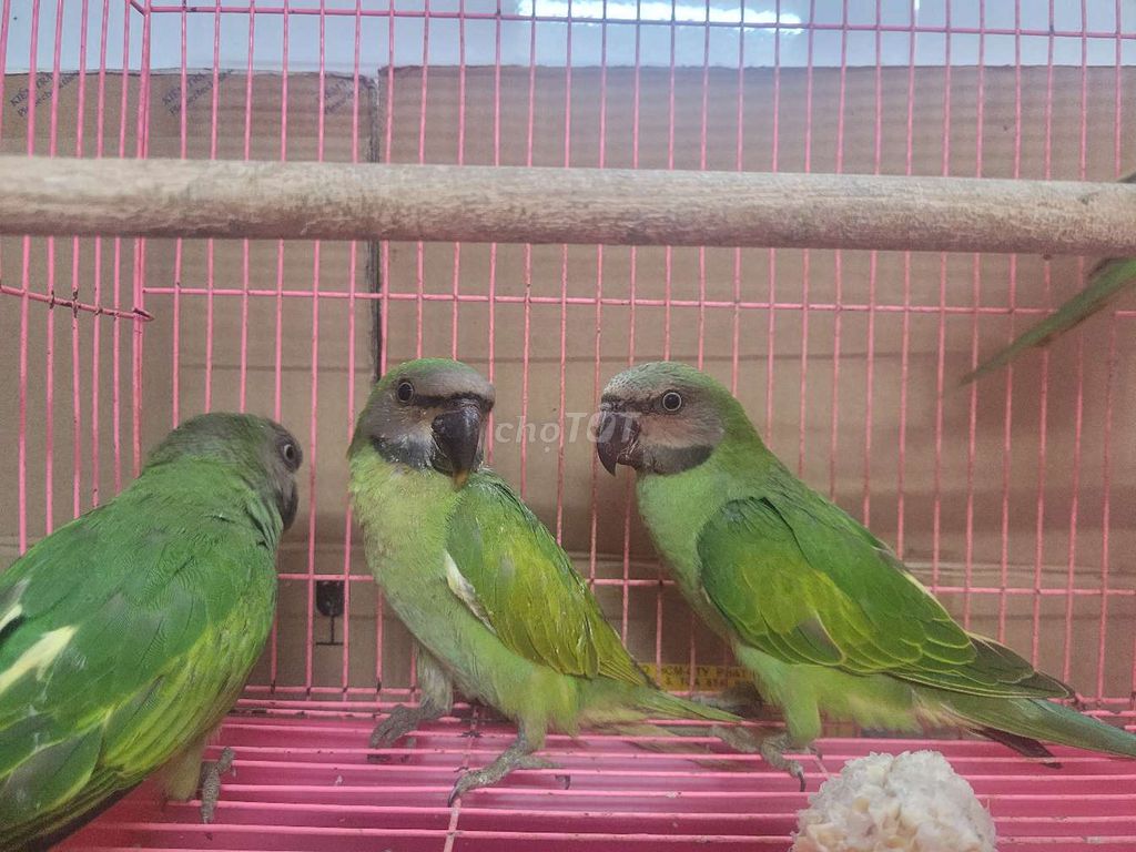 Vẹt Xanh lá lovebirrd. Mua bán Chim tại Quận Bình Thạnh Tp Hồ Chí Minh được đăng bởi Shop chim cảnh hình 1