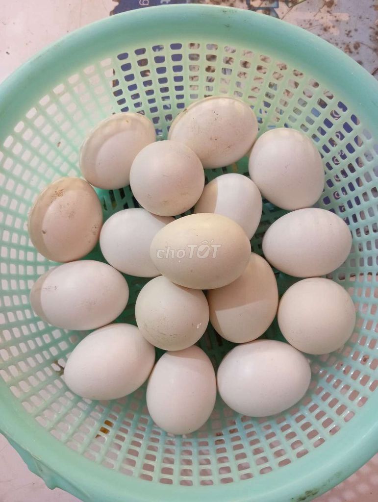 Trứng gà Ai Cập. Mua bán Gà tại Quận Ô Môn Cần Thơ được đăng bởi PIN hình 1