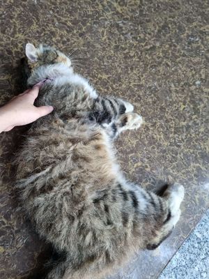 Gả cu cậu mèo  anh lông dài mập ú