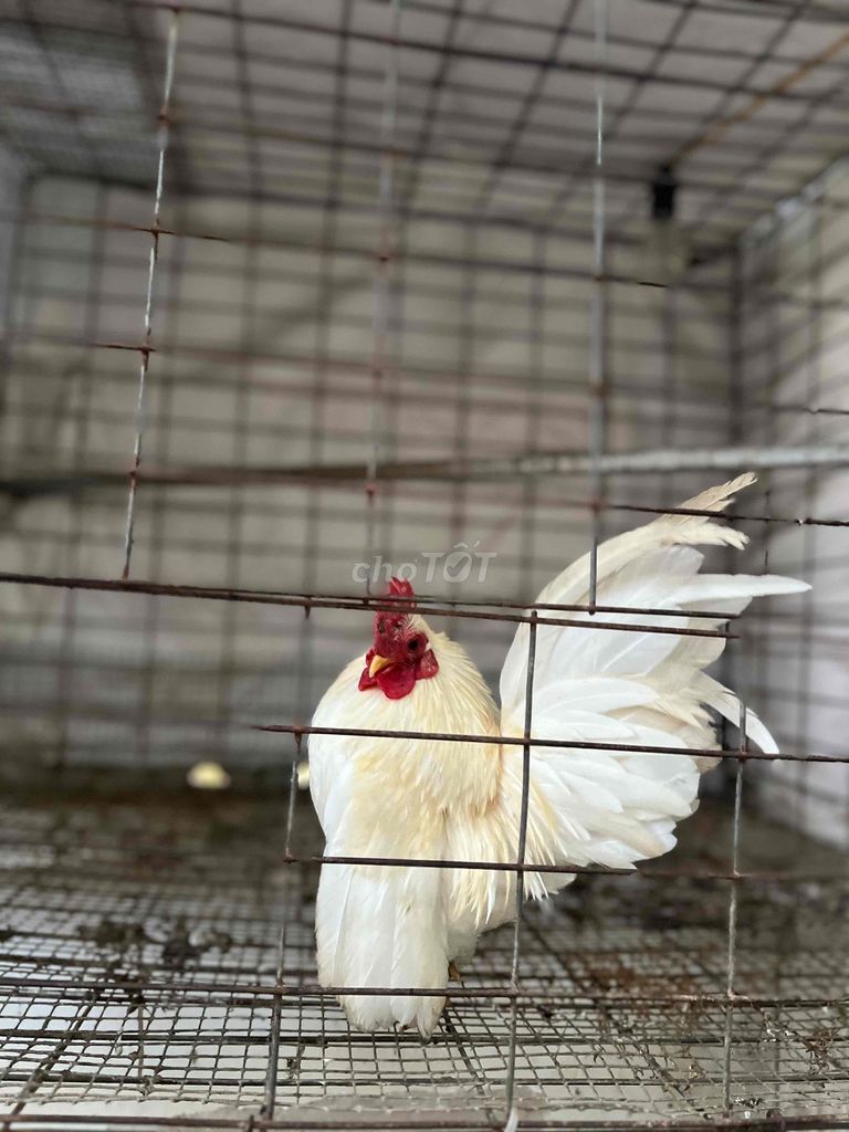 Gà Serama Trắng Trống. Mua bán Gà tại Thành phố Biên Hòa Đồng Nai được đăng bởi thuan hình 1