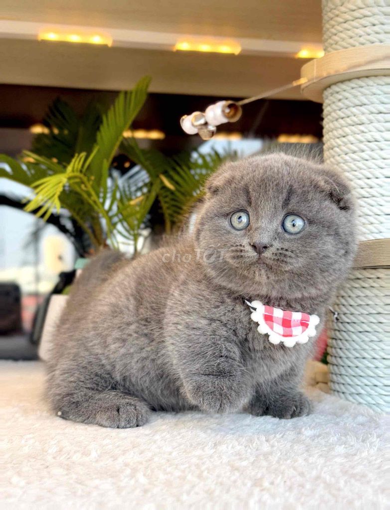 các bé mèo tìm nhà mới ạ. Mua bán Mèo tại Thành phố Nha Trang Khánh Hòa được đăng bởi Nguyễn Tuyết hình 1