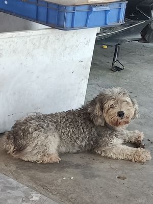 Không có thời gian chăm sóc. Ib để nhận giá yêu. Mua bán Chó tại Quận Kiến An Hải Phòng được đăng bởi Kiệt Linh