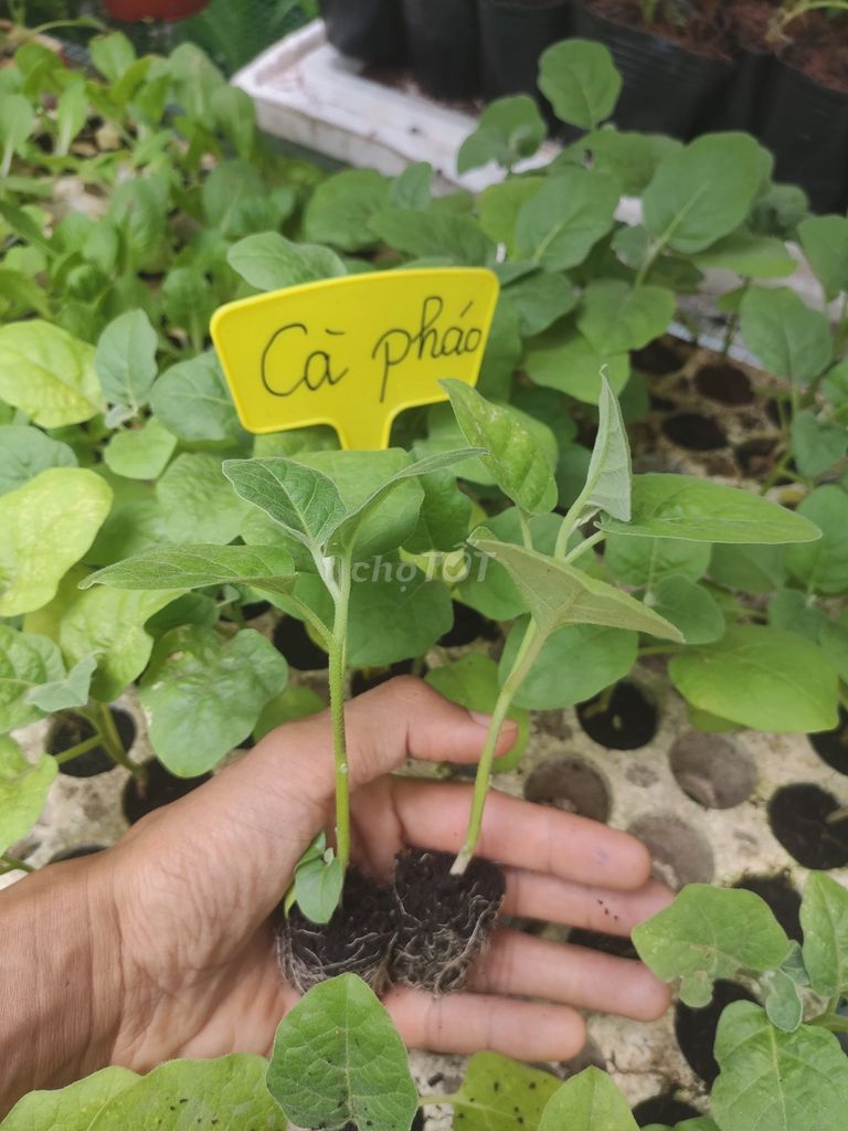 Cây giống Cà pháo Tím. Mua bán Đồ chuyên dụng, Giống nuôi trồng tại Huyện Phong Điền Cần Thơ được đăng bởi Quoc hình 1