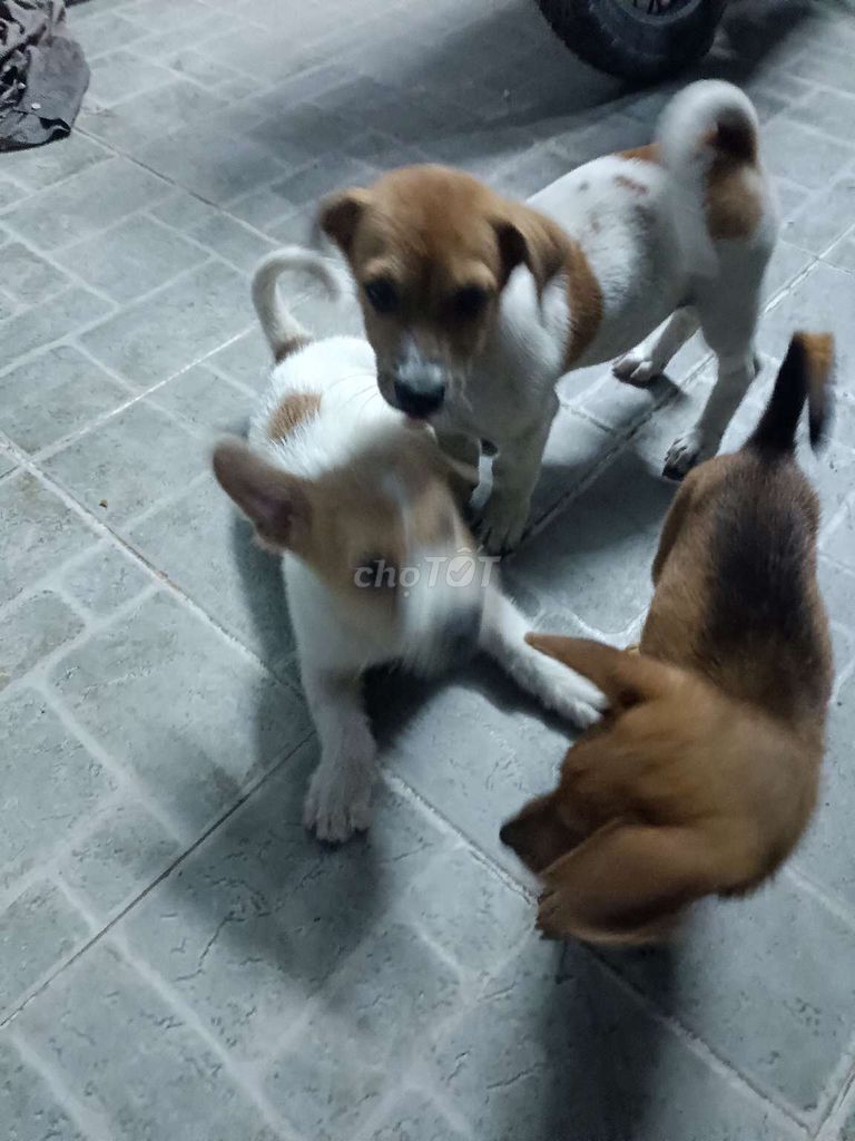 Bán chó con. Mua bán Chó tại Quận 12 Tp Hồ Chí Minh được đăng bởi lý Hải Sơn  hình 2