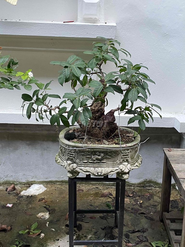 Cây cảnh Túc búp đỏ. Mua bán Cây cảnh, đồ trang trí tại Huyện Sông Lô Vĩnh Phúc được đăng bởi quang huy hình 1