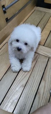 Chó Poodle đực 2 tháng tuổi