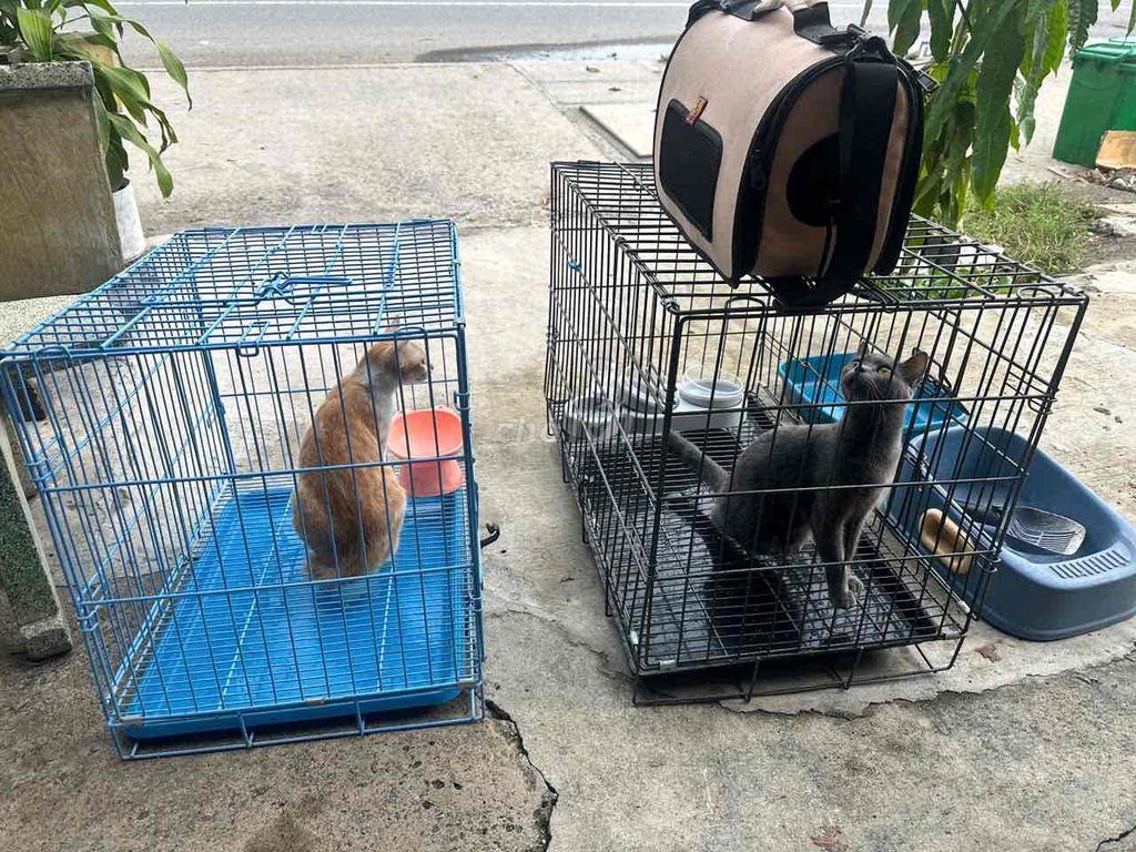 Mèo Vàng Xám. Mua bán Mèo tại Thị xã Tân Uyên Bình Dương được đăng bởi kỷ hình 1
