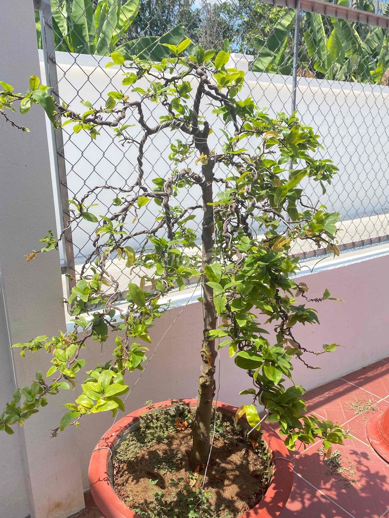 Cây cảnh Mai giảo Tự xoắn. Mua bán Cây cảnh, đồ trang trí tại Quận Bình Thuỷ Cần Thơ được đăng bởi Huyền Nguyễn hình 1