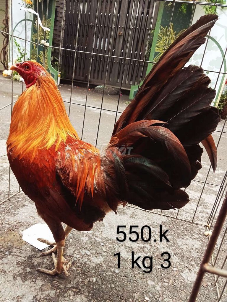 1 kg 3 khét cắt gà tre zin nha ae