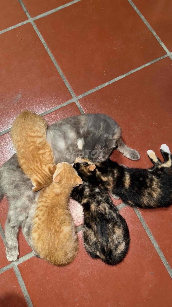 Mèo nhà con đực cái nhiều màu. Mua bán Mèo tại Huyện Đan Phượng Hà Nội được đăng bởi Long hình 1