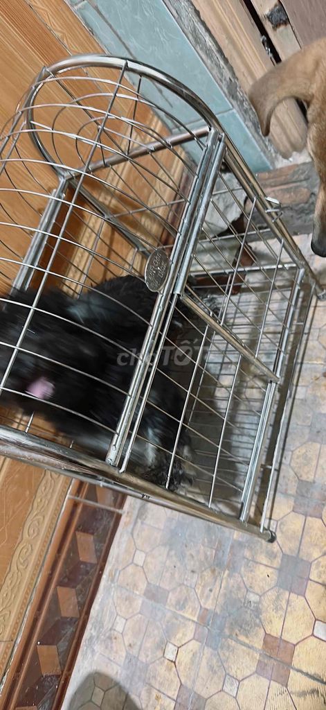Thú Cưng. Mua bán Chó tại Huyện Thanh Trì Hà Nội được đăng bởi Đỗ Văn Biển hình 1