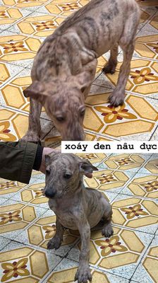 TÌM NHÀ MỚI CHO CÁC EM