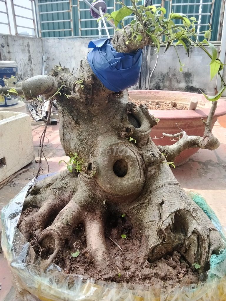 Phôi sanh nam điền sịn Đã kích rễ. Mua bán Cây cảnh, đồ trang trí tại Quận Cầu Giấy Hà Nội được đăng bởi Xây sửa nhà trọn gói hình 1
