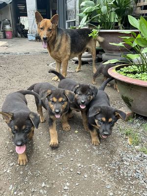 Chó Doberman - Becgie cái đã tiêm ngừa, đen vàng