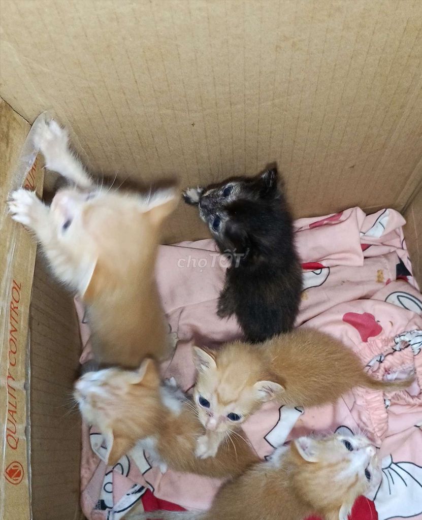 Mèo con Vàng Đen. Mua bán Mèo tại Huyện Phụng Hiệp Hậu Giang được đăng bởi Hương Nhi Đỗ Thị hình 1