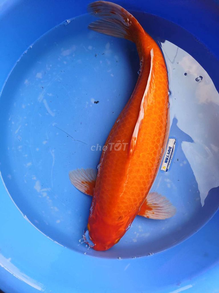 Cá Koi F1 40-45cm Dạn người. Mua bán Thú cưng khác tại Quận Bình Tân Tp Hồ Chí Minh được đăng bởi trân phúc hình 1