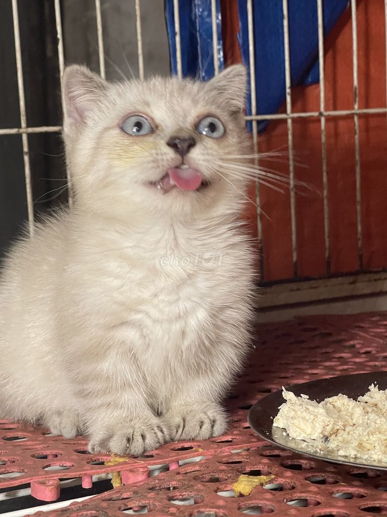 Mèo anh lông ngắn 2,5 thg tuổi tìm nhà mới