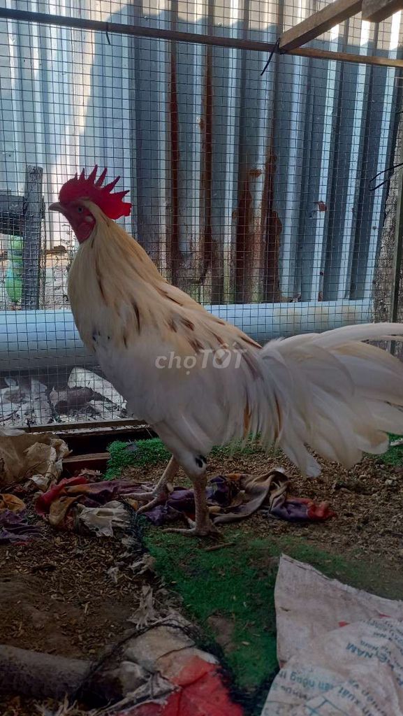 Gà Trắng 2,8kg Đực. Mua bán Gà tại Huyện Châu Thành A Hậu Giang được đăng bởi Hoàng hình 1