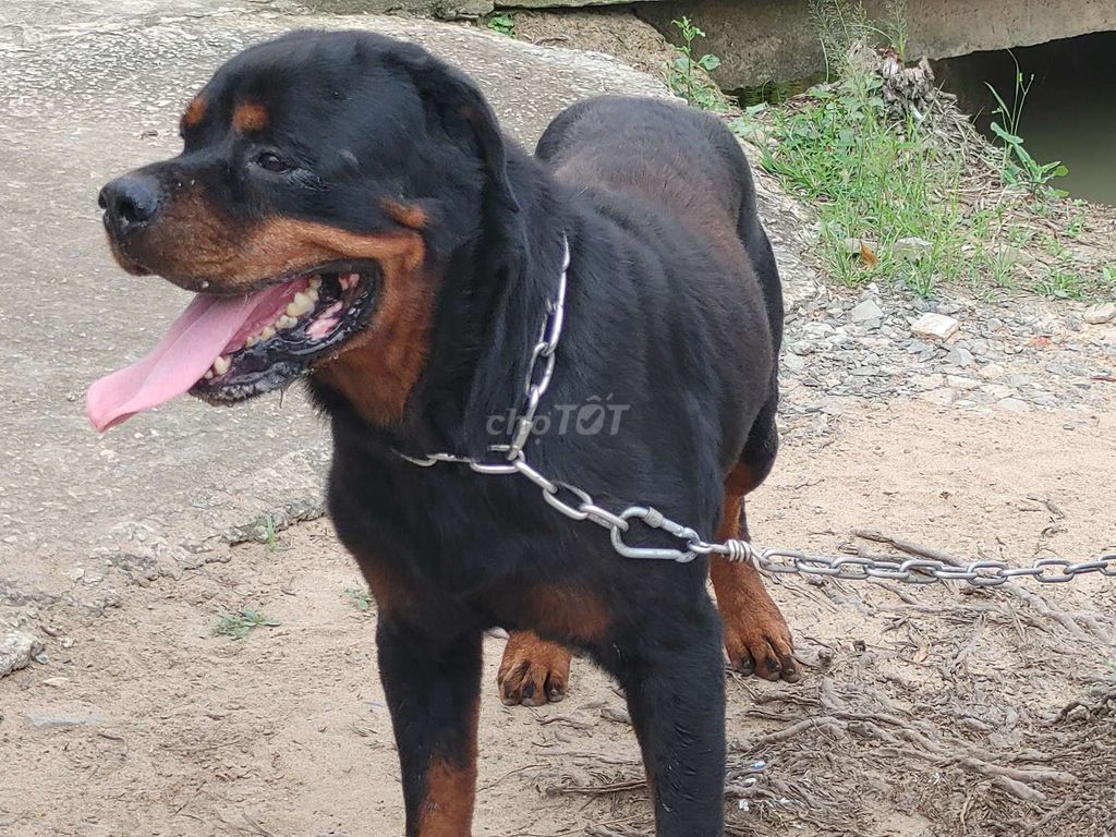 Đực Khủng Long... Mua bán Chó tại Thành phố Tây Ninh Tây Ninh được đăng bởi Nhân Rottweiler  hình 6