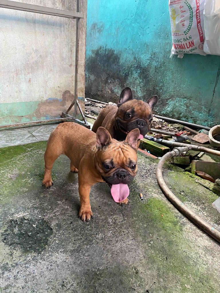 Bull Pháp red thuần chủng siêu dễ nuôi. Mua bán Chó tại Huyện Hóc Môn Tp Hồ Chí Minh được đăng bởi Lâm hình 1