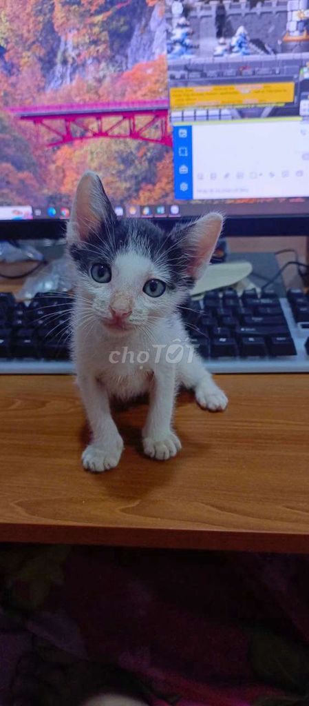 Cho tặng mèo con. Mua bán Mèo tại Huyện Bình Chánh Tp Hồ Chí Minh được đăng bởi Lê Thị Thanh Tâm hình 1