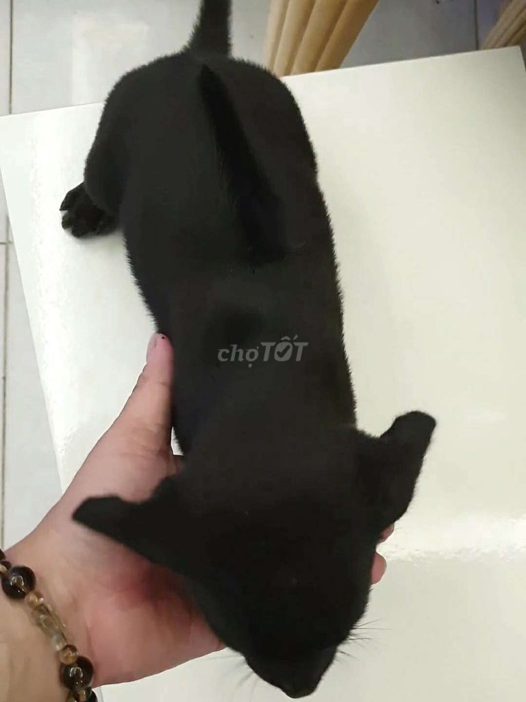 Chó Phú Quốc Đen tuyền Xoáy kiếm dài  phong thủy. Mua bán Chó tại Quận Tân Bình Tp Hồ Chí Minh được đăng bởi Linh Lan hình 1
