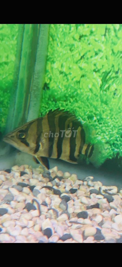 Cá hổ Sumatra Indonesia 13cm khỏe mạnh. Mua bán Thú cưng khác tại Quận 11 Tp Hồ Chí Minh được đăng bởi Nguyen Hoang hình 1