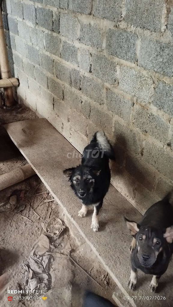 Chó con đen. Mua bán Chó tại Huyện Cẩm Thủy Thanh Hóa được đăng bởi Nguyễn Thanh Tuấn hình 1