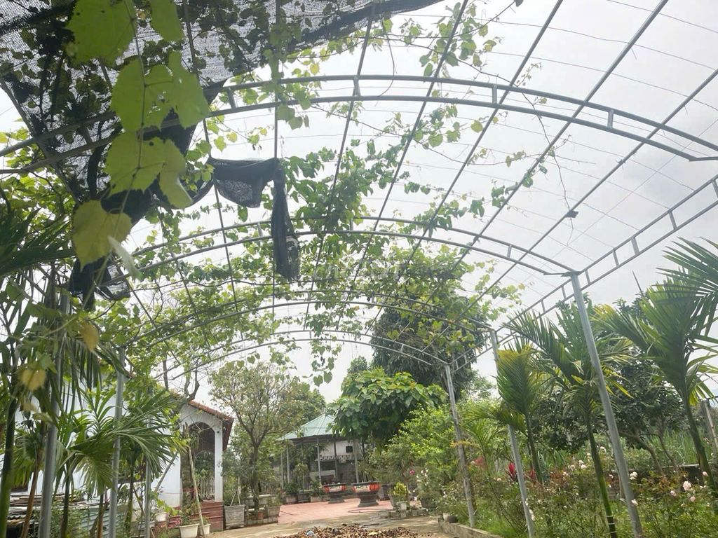 CHÍNH CHỦ BÁN NHÀ VƯỜN BA VÌ – 1.700M², CÓ 200M² THỔ CƯ. Mua bán nhà ở tại Huyện Ba Vì Hà Nội được đăng bởi Lại Thanh Tuấn hình 4