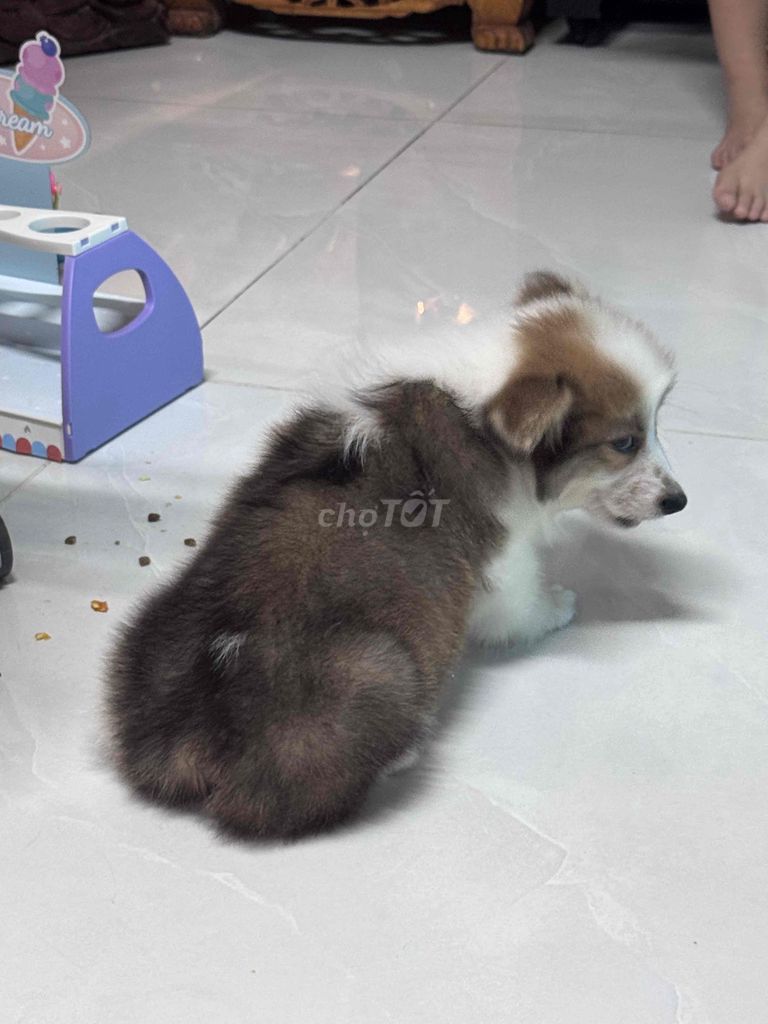 Chó Corgi nâu trắng hơn 3 tháng. Mua bán Chó tại Quận Bình Thạnh Tp Hồ Chí Minh được đăng bởi Minh Anh hình 1