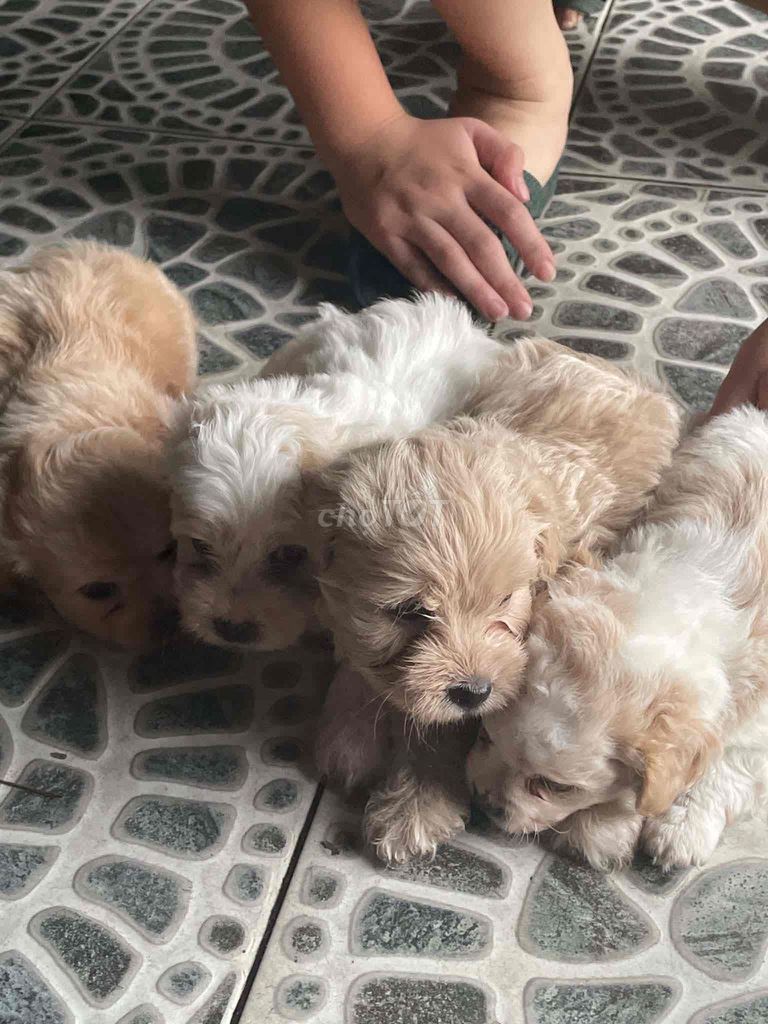 Chó Poodle lai nhiều màu. Mua bán Chó tại Thành phố Biên Hòa Đồng Nai được đăng bởi Nguyen Hachau hình 1