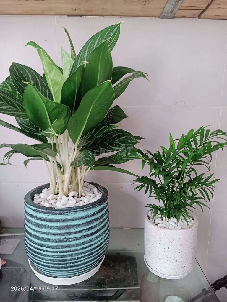 Cây cảnh Bạch mã hoàng tử. Mua bán Cây cảnh, đồ trang trí tại Quận Gò Vấp Tp Hồ Chí Minh được đăng bởi Loc Nguyen hình 1