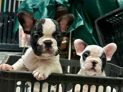 2 bé bull pháp cái thuần chủng 2 tháng