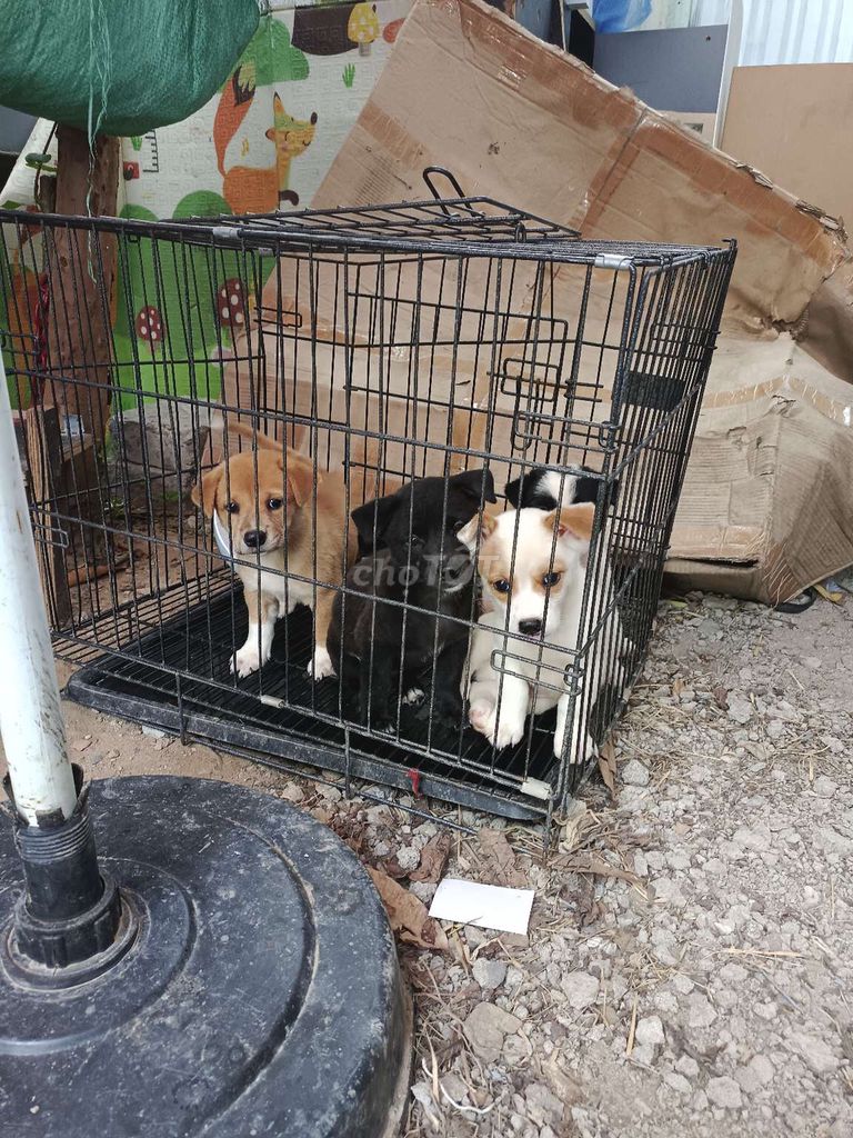 Chó Phốc Sóc 2 tháng tuổi đa dạng màu. Mua bán Chó tại Quận Ngũ Hành Sơn Đà Nẵng được đăng bởi FPT hình 1