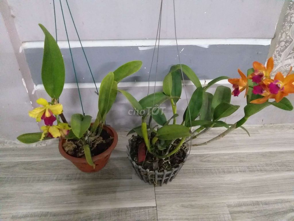 Combo 2 chậu lan Cattleya